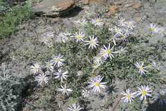 Aster thomsonii